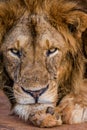 Portrait of a lion. Close-up. Uganda. East Africa.