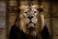 Portrait of a lion closed in a cage rock on background.