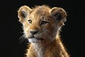 Portrait of a lion cub isolated on a black background Royalty Free Stock Photo