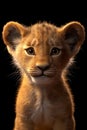 Portrait of a lion cub isolated on a black background Royalty Free Stock Photo