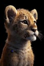 Portrait of a lion cub isolated on a black background Royalty Free Stock Photo