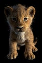 Portrait of a lion cub isolated on a black background Royalty Free Stock Photo