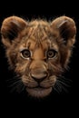 Portrait of a lion cub isolated on a black background Royalty Free Stock Photo