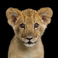 Portrait of Lion Cub Royalty Free Stock Photo