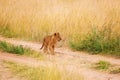 Portrait of lion cub walking in Kenyan savannah Royalty Free Stock Photo