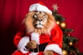 Portrait of a Lion Dressed in a Red Santa Claus Costume in Studio with Colorful Background Royalty Free Stock Photo