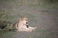 Portrait of lion growling in Serengeti, Serengeti Royalty Free Stock Photo