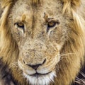 Portrait of a lion in Kruger National park, South Africa Royalty Free Stock Photo