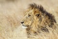 Portrait of a lion in Kruger National park, South Africa Royalty Free Stock Photo