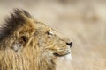 Portrait of a lion in Kruger National park, South Africa Royalty Free Stock Photo