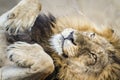 Portrait of a lion in Kruger National park, South Africa Royalty Free Stock Photo