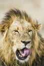 Portrait of a lion in Kruger National park, South Africa Royalty Free Stock Photo