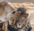 Lion with Lioness Royalty Free Stock Photo