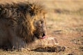 Portrait of a lion male with blood on its face after eating a carcass Royalty Free Stock Photo