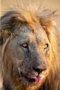 Portrait of a lion male with blood on its face after eating a carcass Royalty Free Stock Photo