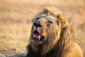 Portrait of a lion male with blood on its face after eating a carcass Royalty Free Stock Photo