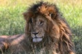 Portrait of a the lion named scarface at the masai mara Royalty Free Stock Photo