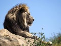 Portrait of lion seen from profile Royalty Free Stock Photo