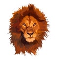 Portrait of a lion with a red mane on a transparent background Royalty Free Stock Photo