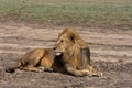 Portrait of lion resting on the ground. Sandy savanna of Serengeti, Tanzania Royalty Free Stock Photo