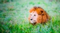 Portrait of Lion Romeo 2 enjoying the first rays of sun in Masai Mara, Kenya Royalty Free Stock Photo