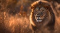 Portrait of a Lion in the Savanna