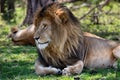 Portrait of Lion Scarface in Masai Mara Royalty Free Stock Photo