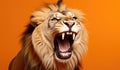 Portrait of a Lion showing his teeth. Open mouth. Orange background