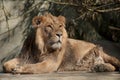 lion sitting at the zoo Royalty Free Stock Photo