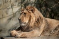 Lion sitting at the zoo Royalty Free Stock Photo