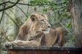 lion sitting at the zoo Royalty Free Stock Photo