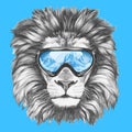 Portrait of Lion with ski goggles.