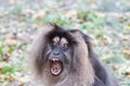 Portrait of a Lion-tailed macaque (Macaca silenus) agressive Royalty Free Stock Photo