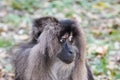 Portrait of a Lion-tailed macaque (Macaca silenus) agressive Royalty Free Stock Photo