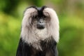 Portrait of Lion-tailed Macaque, Macaca silenus,