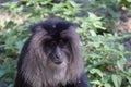 portrait of a Lion-tailed macaque (Macaca silenus) Royalty Free Stock Photo