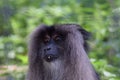 portrait of a Lion-tailed macaque (Macaca silenus) Royalty Free Stock Photo