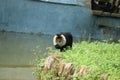 Portrait of Lion-tailed Macaque, Macaca silenus. Funny monkey, face to face look. Clear green background Royalty Free Stock Photo