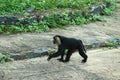 Portrait of Lion-tailed Macaque, Macaca silenus, monkey from tropical forest Royalty Free Stock Photo