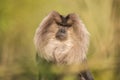 Portrait of Lion-tailed Macaque, Macaca silenus, monkey from tropical forest. Royalty Free Stock Photo