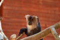 portrait of a Lion-tailed macaque (Macaca silenus) Royalty Free Stock Photo