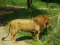 portrait of lion in Taman Safari Park Cisarua Bogor Indonesia