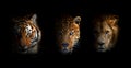 Portrait Lion, tiger and leopard, together on a black background Royalty Free Stock Photo