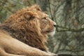 lion watching behind him Royalty Free Stock Photo