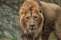 lion watching camera Royalty Free Stock Photo