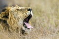 Portrait of a lion yawning in Kruger National park, South Africa Royalty Free Stock Photo