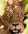 Portrait of a Lioness