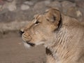 Portrait lioness basking in the warm sun after dinner Royalty Free Stock Photo