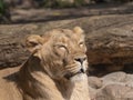 Portrait lioness basking in the warm sun after dinner