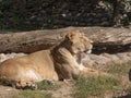 Portrait lioness basking in the warm sun after dinner Royalty Free Stock Photo